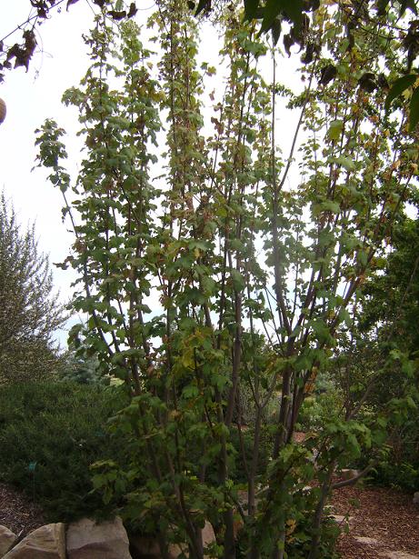 Rocky Mountain Maple